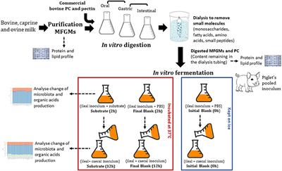 In vitro Fermentation of Digested Milk Fat Globule Membrane From Ruminant Milk Modulates Piglet Ileal and Caecal Microbiota